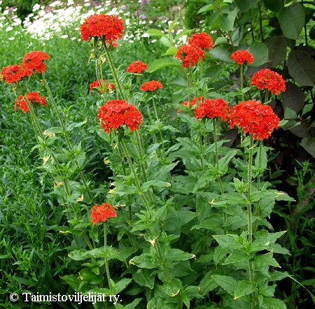  Lychnis chalcedonica 
